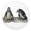 Search for penguin knobs and pulls Antarctica