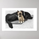Search for blue eyed cat posters Cute