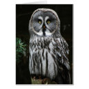 Search for great grey owl cards Black