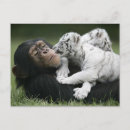 Search for cute chimpanzee postcards Monkey