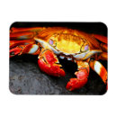Search for crustacean magnets Crabs
