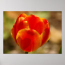Search for orange tulip posters Red