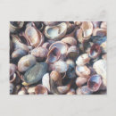 Search for pink seashells postcards Summer