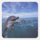 Search for bottlenose stickers Ocean