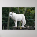 Search for wolf image posters Animal