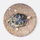 Search for tortoises magnets Desert