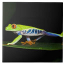 Search for tree frog tiles Amphibian
