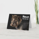 Search for cute yorkie cards Yorkshire terrier