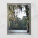 Search for swamp river Cypress