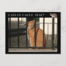 Search for red cat Orange