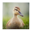 Search for duck tiles Wildlife