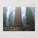 Search for generated postcards Tree