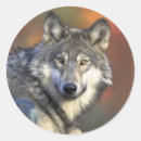 Search for grey wolf stickers Animal