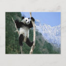 Search for stuck postcards Cute