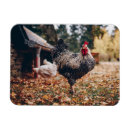 Search for friend rectangular magnets Black and white