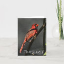 Search for cardinal thank you cards Nature