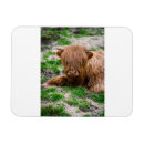 Search for cow animal magnets Highland cattle