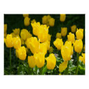 Search for yellow tulip posters Nature