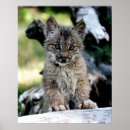Search for cute kitten posters Animal