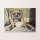 Search for boxer puzzles Pets