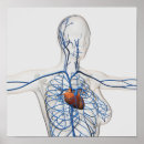 Search for circulatory system posters Circulation