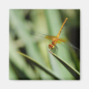 Search for flying dragons magnets Insect