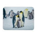 Search for young bird magnets Penguin