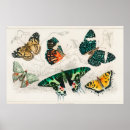 Search for vintage butterfly posters Butterflies