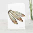 Search for sardines postcards Animal