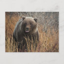 Search for grizzly bear postcards Nature