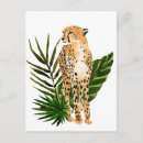 Search for cheetahs postcards Jungle