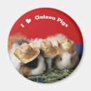 Search for rodent magnets Cavy