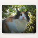 Search for supermodel Kitty