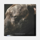 Search for dog sleeping magnets Horizontal