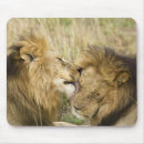 Search for panthera leo electronics Big cat