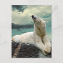 Search for white bear postcards Animal