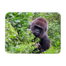Search for gorilla magnets Primate