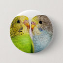 Search for parrot bird badges Budgerigar