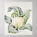 Search for 1993 posters Vegetable botanical