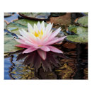 Search for waterlily posters Pond