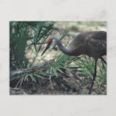 Search for sandhill postcards Nature