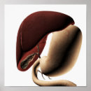 Search for liver posters Organ