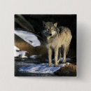 Search for cani badges Canis lupus