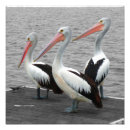 Search for black and white photos posters Photography