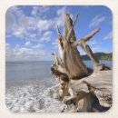 Search for driftwood coasters Beach