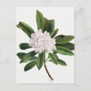 Search for vintage rose illustration postcards Roses