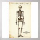 Search for vintage hand anatomy art Human