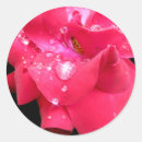 Search for droplet stickers Pink