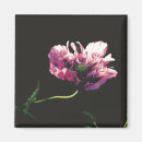 Search for papaver magnets Flower