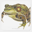 Search for frog illustration stickers Nature